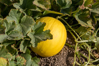 Melon_SV7484MA_CA_0020
