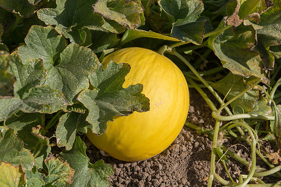 Melon_SV7484MA_CA_0020