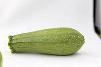 Squash_Depredador_MX_0036