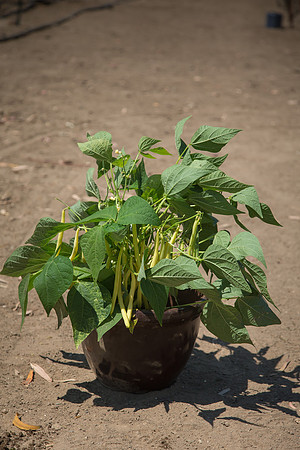 Bean_Custard_CA_0011