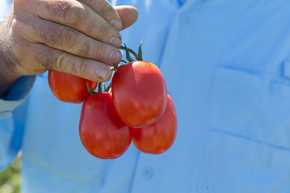 Tomato_SV2756TM_CA_00070