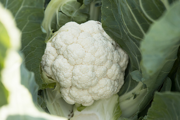Cauliflower_Jubera_CA_0003