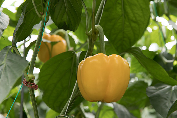 Peppers_DR6138PB_0121