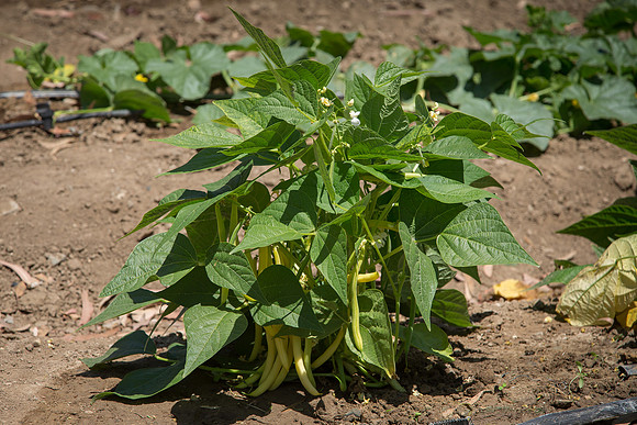 Bean_Custard_CA_0003