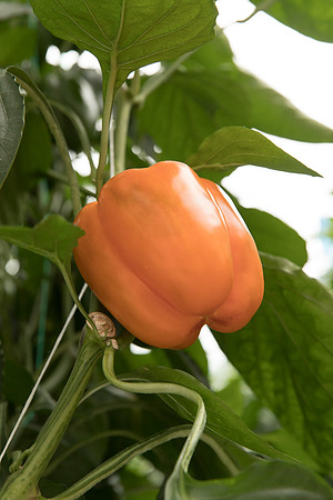 Peppers_DR3745_0005