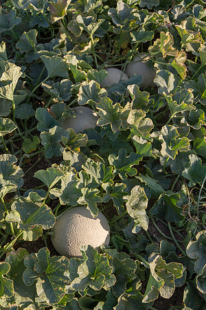 Melon_SV2998MF_CA_0022