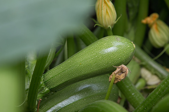 Squash_Depredador_MX_0023