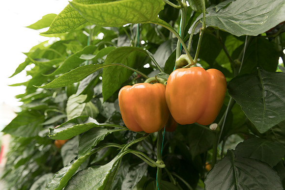 Peppers_DR3745_0022