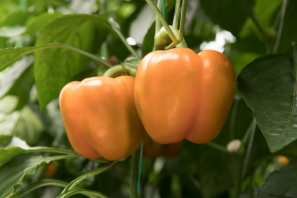 Peppers_DR3745_0019