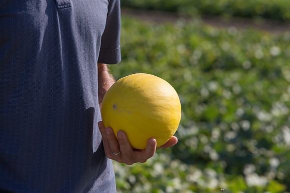 Melon_SV7484MA_CA_0004