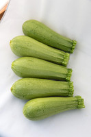 Squash_Depredador_MX_Group_0001