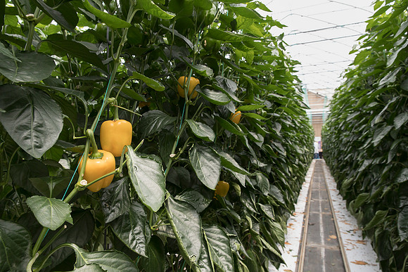 Peppers_DR6138PB_0063