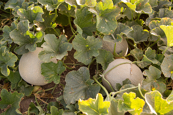 Melon_SV2998MF_CA_0005