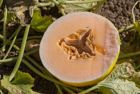 Melon_SV7484MA_CA_0018