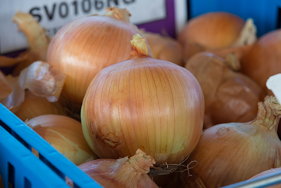 Onion_SV0106NG_CA_0002