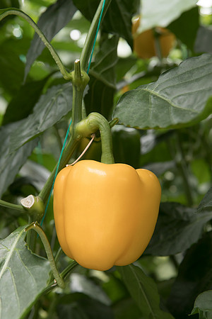 Peppers_DR6138PB_0126