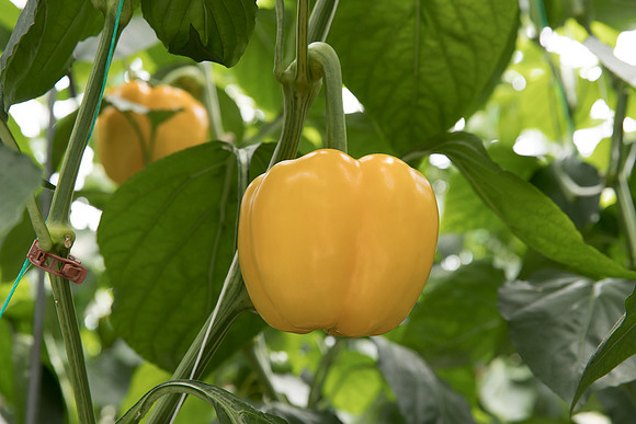 Peppers_DR6138PB_0115