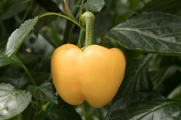 Peppers_DR6138PB_0086