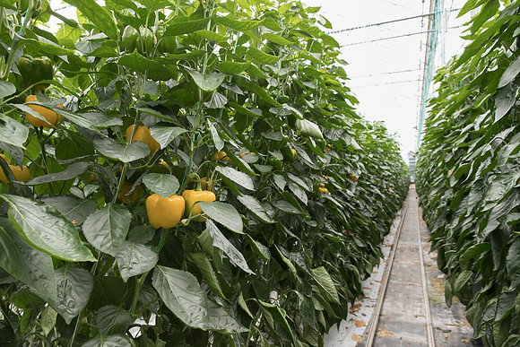 Peppers_DR6138PB_0136