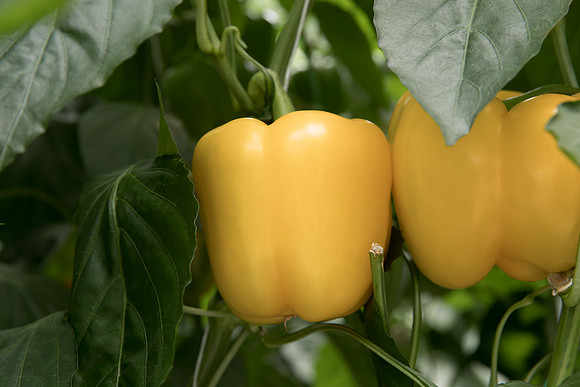 Peppers_DR6138PB_0028
