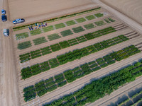 Seminis2021_Woodland_17