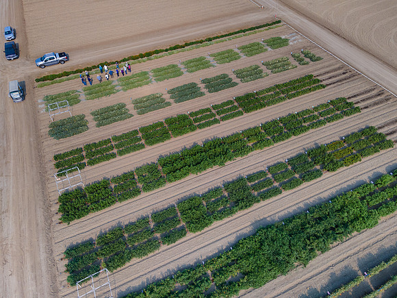 Seminis2021_Woodland_17