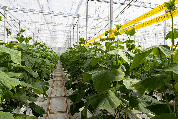 DeRuiter2021_Canada_2452