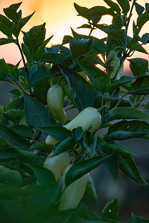 Seminis2021_Woodland_1520