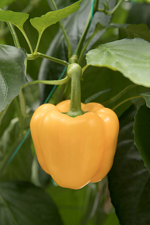 Peppers_DR6138PB_0109