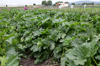 Squash_Depredador_MX_0003
