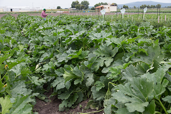 Squash_Depredador_MX_0003