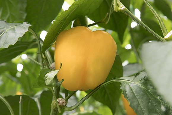 Peppers_DR6138PB_0074