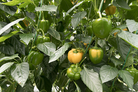 Peppers_DR6138PB_0096
