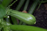 Squash_Depredador_MX_0032
