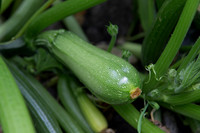 Squash_Depredador_MX_0013