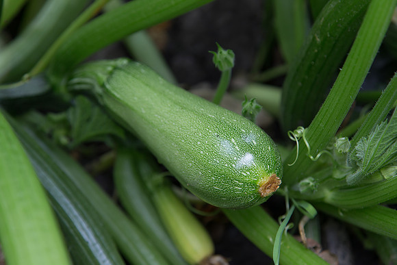 Squash_Depredador_MX_0013