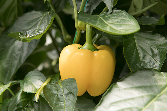 Peppers_DR6138PB_0040