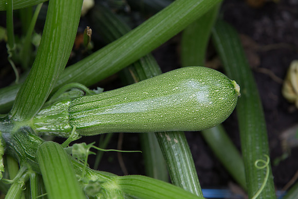 Squash_Depredador_MX_0009