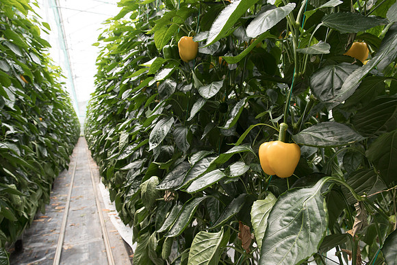 Peppers_DR6138PB_0088
