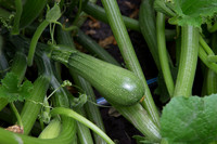 Squash_Depredador_MX_0016