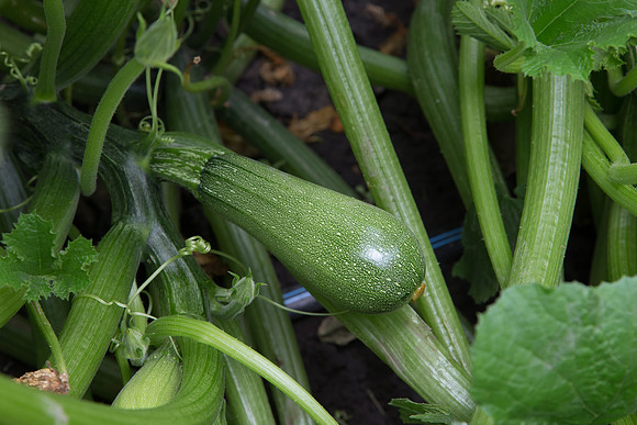 Squash_Depredador_MX_0016