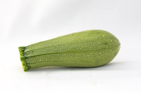 Squash_Depredador_MX_0040