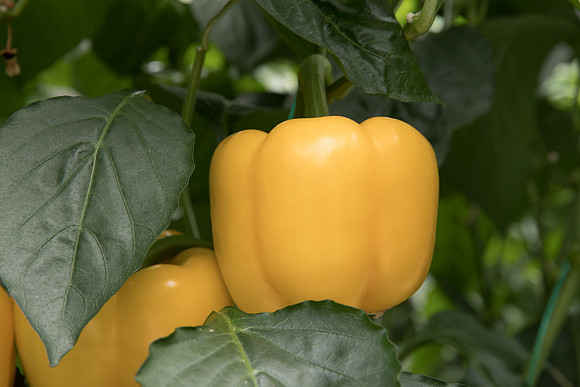 Peppers_DR6138PB_0029