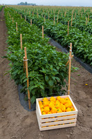 SweetPeppers_SVPS0864_CA_0062
