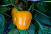 SweetPeppers_SVPS0864_CA_0009