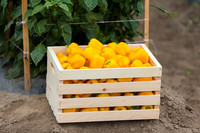 SweetPeppers_SVPS0864_CA_0070