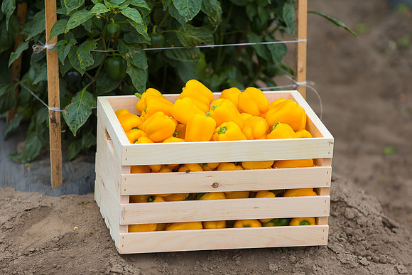 SweetPeppers_SVPS0864_CA_0070