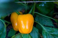SweetPeppers_SVPS0864_CA_0007
