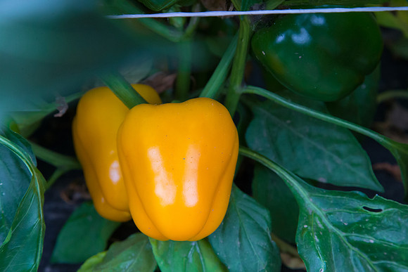 SweetPeppers_SVPS0864_CA_0007