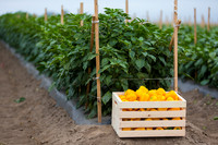 SweetPeppers_SVPS0864_CA_0074